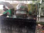 ফাস্টফুট গাড়ি