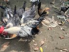 ফাউমি মোরগ বিক্রয়