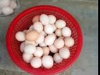 ফাউমি মুরগির বীজ ডিম