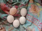 ফাউমি মুরগির বিজ ডিম