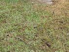 ১০ ডিসিম জমি বিক্রি হবে।
