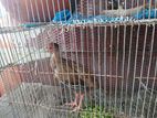 ফিজেন্ট। Pheasant