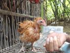 Chicken For Sale