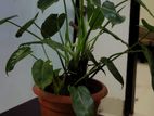 Philodendron Burle Mark