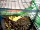 ফিমেল বাজরিগার/budgerigar