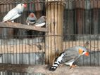 ফিন্স পাখি মেল সব গুলা