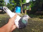 ফিরোজ পুরি মাদি