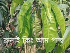 ফলগাছ