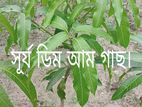 ফলগাছ