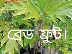 ফলগাছ