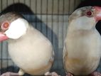 ফন জাভা রেড আই (রানিং ডিম বাচ্চা করা জোড়া)