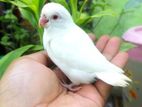 ফরপাস বেবি পাখি