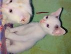 Cat adaption