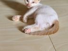 Cat Adoption