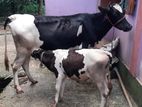 ফ্রিজিয়ান গাবি বাচ্চা সাথে