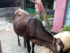 ফ্রিজিয়ান এড়ে বাছুর বিক্রি হবে