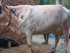 ফ্রিজিয়ান গাভী