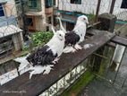 ফ্রিলব্যাক কবুতর রানিং জোড়া