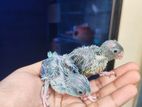 ফরপাস পাখির বেবি টেম সাইজ