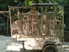 ফুড কার্ট বিক্রয়