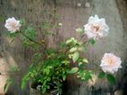 ফুল/কলি সহ গোলাপ