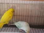 ফুল রানিং বাজরিগার budgerigar জোড়া বিক্রি হবে