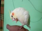 Bird For Sale