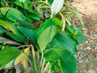 পিচ লিলি for sell