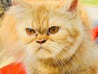 Picu Female Cat