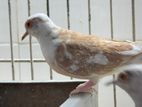 Pied & White Diamond dove adult pair