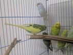 Pied Budgie (budgerigar Bird)