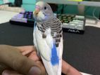 Pied Budgie