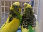 pied budgie for sale