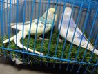 Pied Budgie Pair
