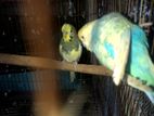 Pied Budgies Male and Rainbow king size Female for sale