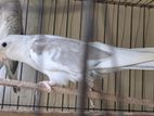 Pied Cockatiel Breeding Male