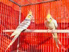 pied cockatiels