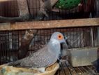 Pied Diamond Dove