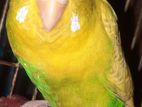 Pied Female Budgeriger