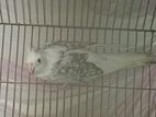 Pied Male Cockatiel