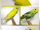 Pied Spangle Budgie
