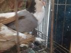 Piegon for sell