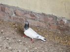 Bird sale