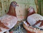 Piegon (কবুতর)