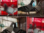 Pigeon For Sell