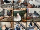 pigeon and kasa for sell