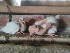 Pigeon baby