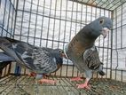 Pigeon বিগসাইজ মাকসি রেসার বাচ্চা কবুতর racer kobutor