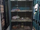 pigeon cage