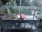 Pigeon case